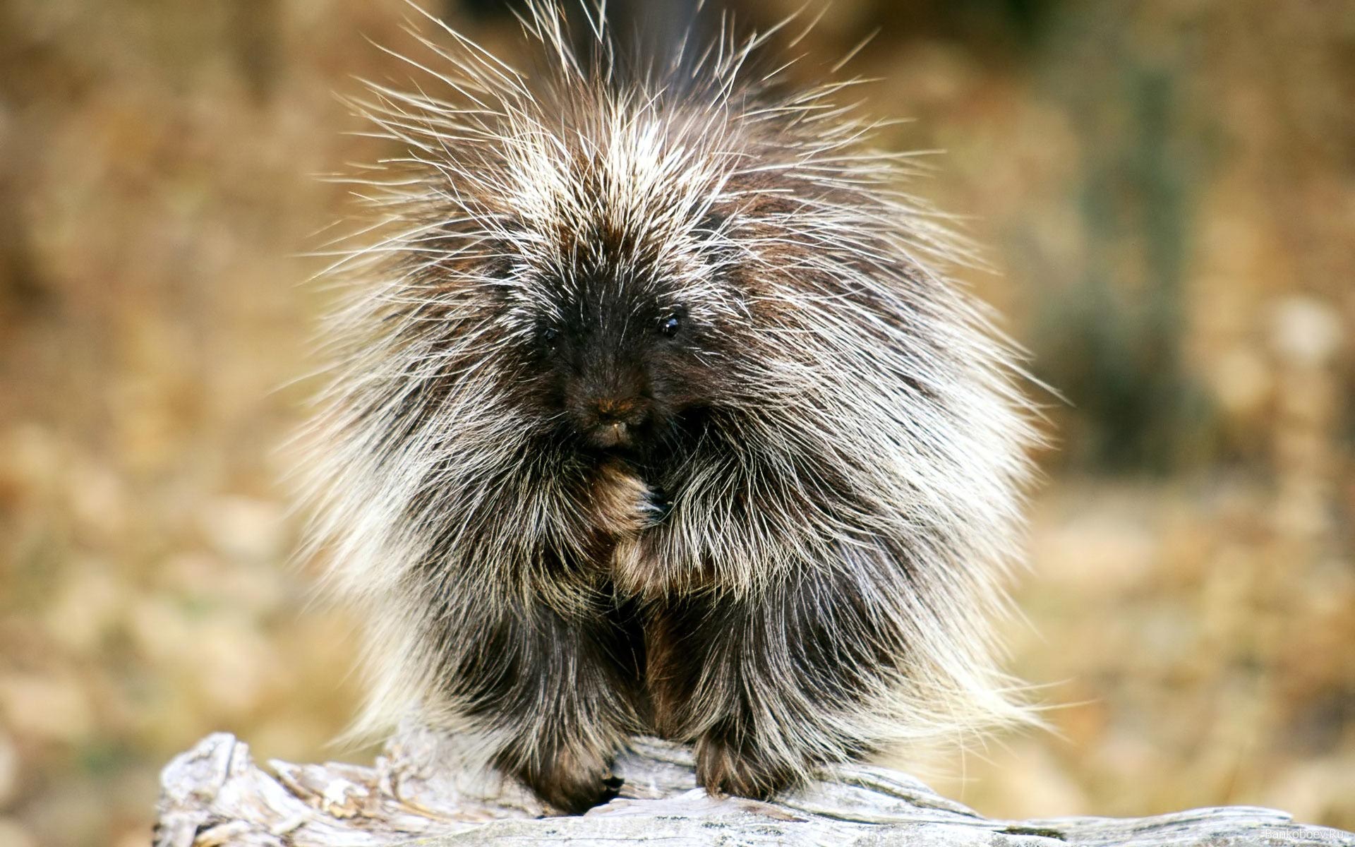 Image result for sitting porcupine